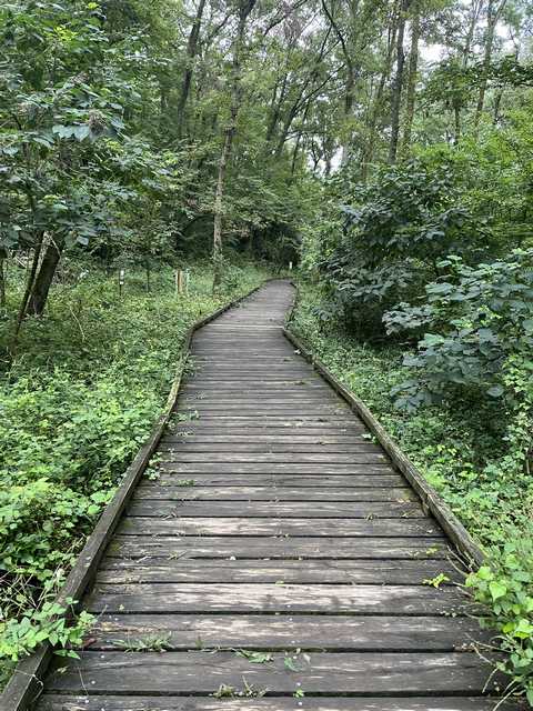 小宮公園内側遊歩道(舗装)