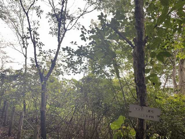 小宮公園の木々